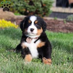 Prince, Bernese Mountain Dog Puppy